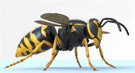 WASP 3D